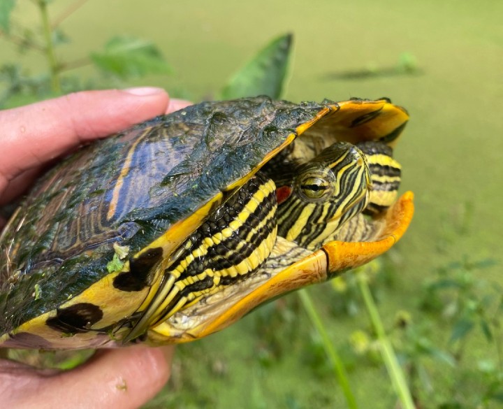 Red-ear Slider